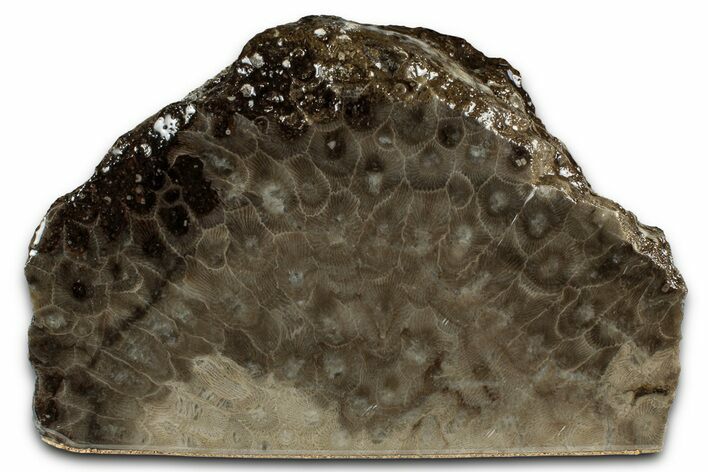 Free-Standing, Petoskey Stone (Fossil Coral) Section - Michigan #356982